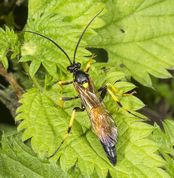 Snyltehveps diphyus amatorius